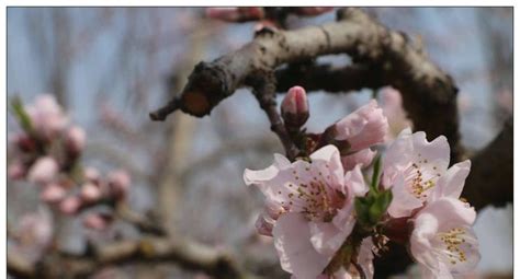 桃花寓意|桃花的寓意与象征在古代代表什么（揭秘桃花的文化象。